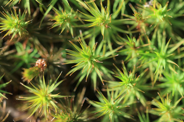 texture of green moss