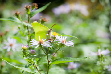 Butterfly and flower in summer nature