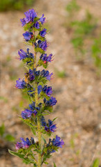 Blueweed / Viper's Bugloss