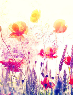 Fototapeta Abstract blurred nature background, summer meadow at sunrise.