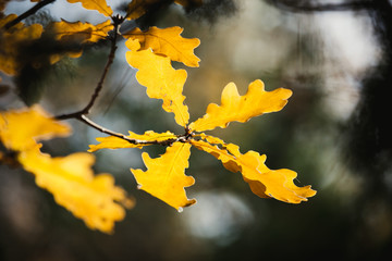 Colorful autumn leaves