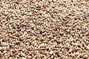 close up of wheat grains