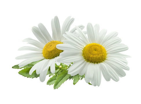 Double chamomile composition isolated on white background