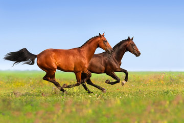 Fototapeta na wymiar Couple horses run gallop on gree grass with flowers at summer day