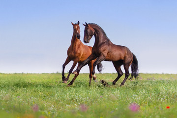 Couple horses play on gree grass with flowers at summer day