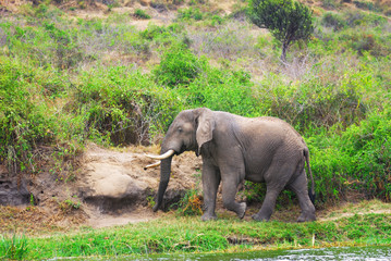 African elephant