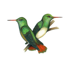 Obraz premium Amazilia de Cola Rufa o Amazilia de cola roja (Nombre científico: Amazilia tzacatl). Es un colibrí que habita desde México hasta la parte sur de Ecuador, en la costa.