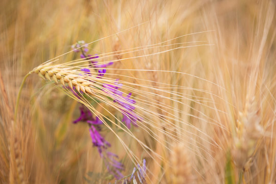 Ear of wheat in the field, selective focus