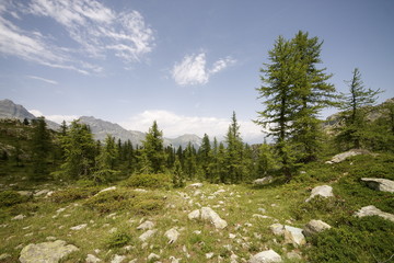 Fototapeta premium Riserva Naturale del Mont Avic