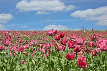 Schlafmohnblüte (Papaver somniferum) in Germerode am Meißner 
