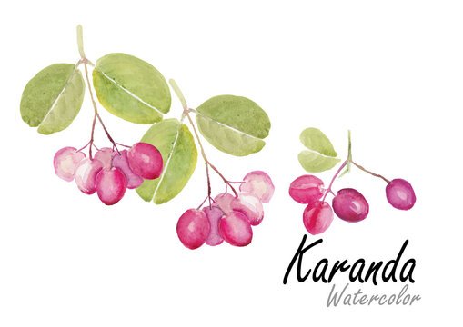 Karanda fruit.Hand drawn watercolor painting on white background.Vector illustration