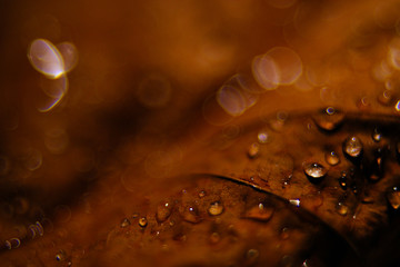 background texture water droplets on the sheet