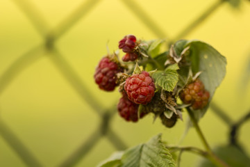 Red raspberry front of the fence