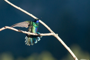 Colibrí oreji violeta (Colibri coruscans) © gustavomorejon