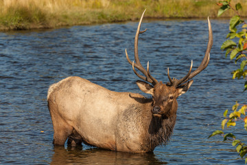 Naklejka na ściany i meble Bull Elk in River