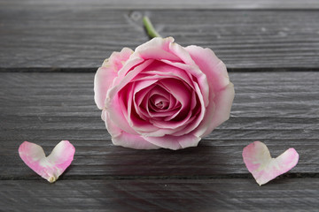 white and pink rose on wood background