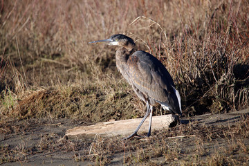Heron
