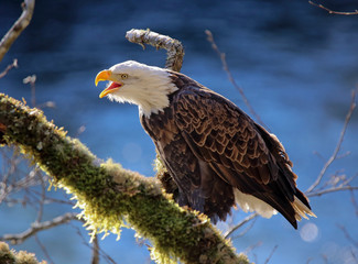 Bald Eagle