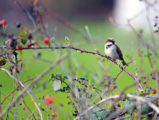 House Sparrow