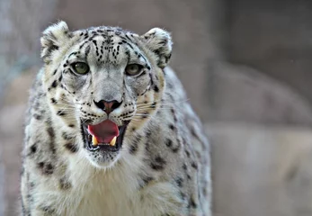 Vitrage gordijnen Panter snow leopard