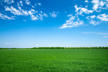 green field