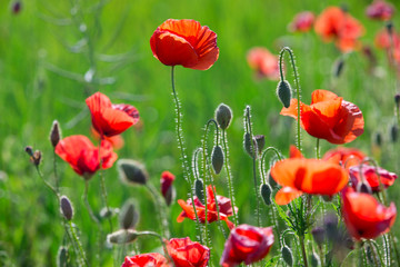 Naklejka premium red poppy