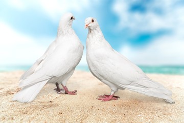 Love, white, pigeon.