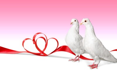 Love, white, pigeon.