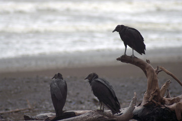 Avvoltoio nero sulla spiaggia di Guanico Panama