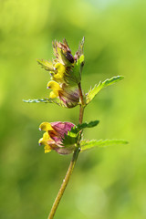 Rhinanthus. The blossoming plant in Siberia