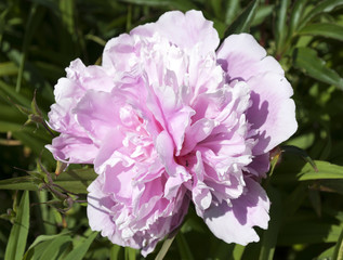 Pfingstrose - Bauernrose in pink im Naturgarten