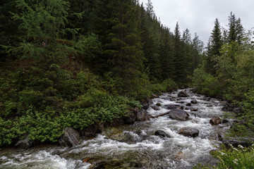 Fototapeta na wymiar bottom view on the flow of mountain stream in woods