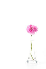 Obraz premium pink rose isolated on white background