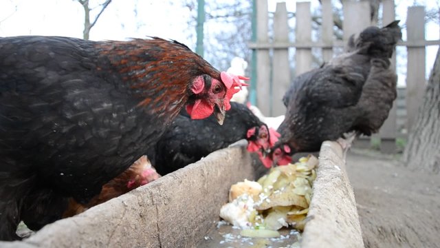 Hens feeding at a farm