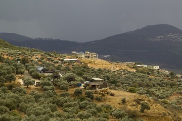 View to Olive Trees in Druze village  in Upper Galilee,northern  Israel