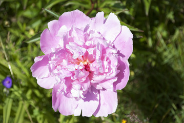 Pfingstrose - Bauernrose in pink im Naturgarten