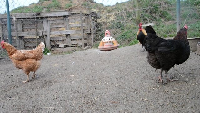 Chickens and rooster feeding at a farm