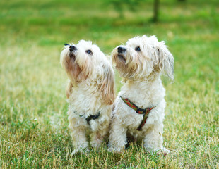 Bichon bolognese dog in geen