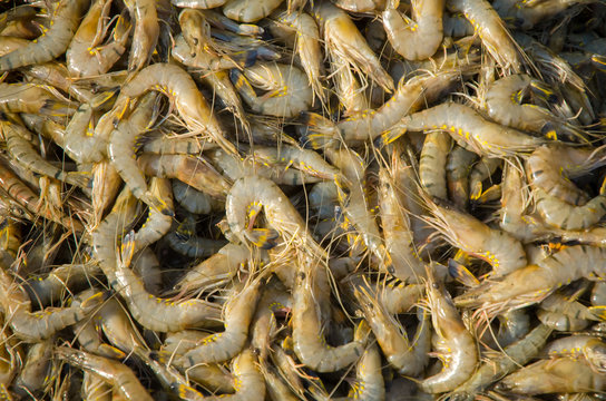 Shrimps