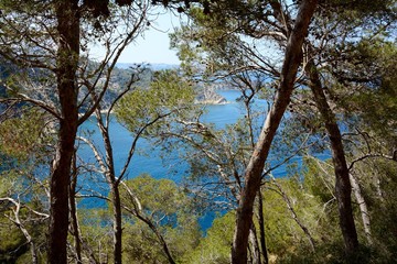 Javea