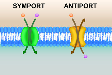 Cell membrane transport systems illustration
