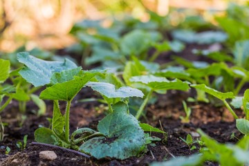 Cucumber sprouts growing in ecologic garden