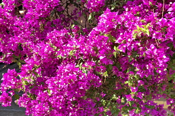 Obraz premium Fleurs fuchsia