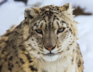 Fototapeta premium snow leopard, irbis