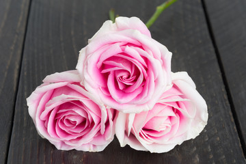 white and pink rose on wood background