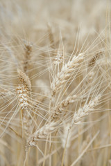 Obraz premium Ears of rye in the field