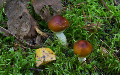 Mushrooms in the wood
