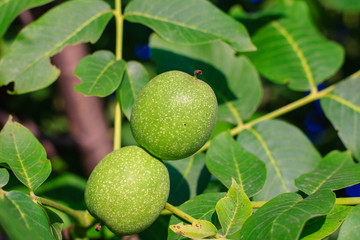 Green young walnut fruits.
