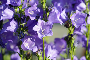pfirsichblättrige Glockenblume