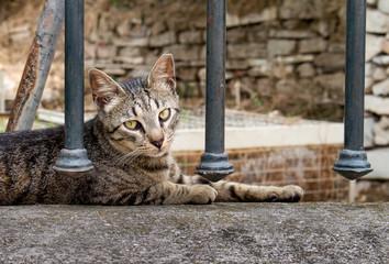 Cat Lying on the Fence